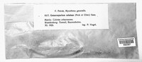 Camarosporium coluteae image